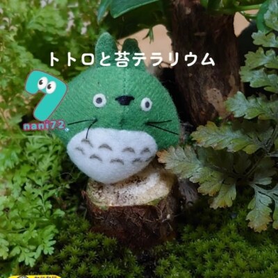 画像有り- トトロ付き苔テラリウム